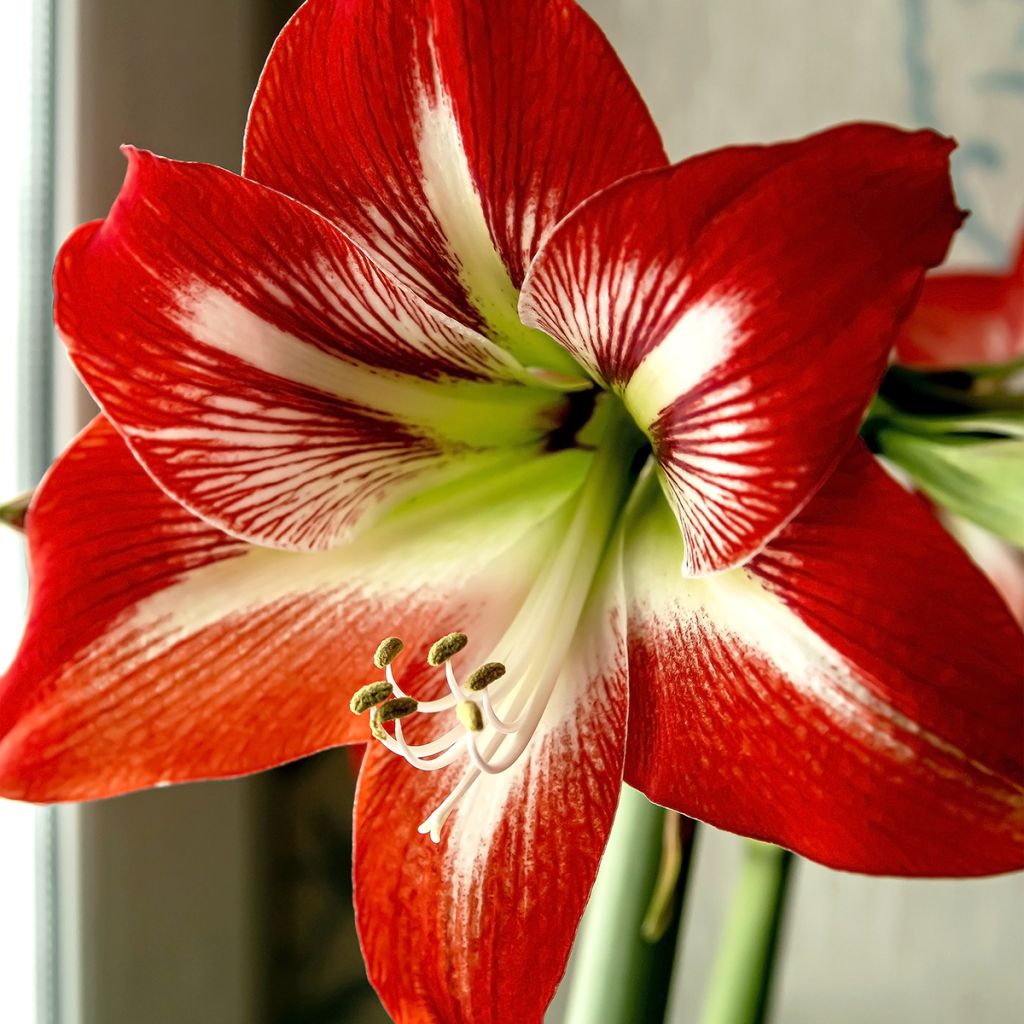 Hippeastrum Baby Star - Amaryllis