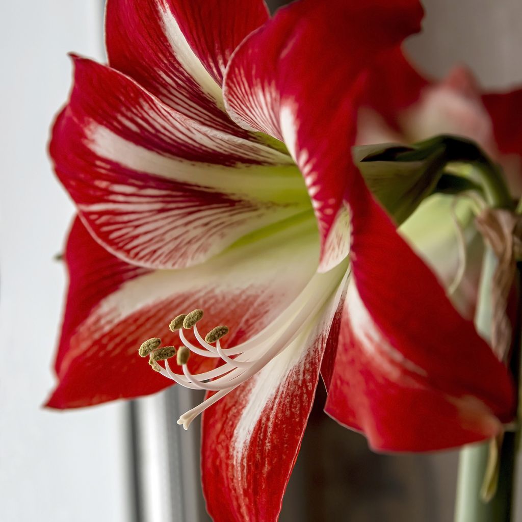 Hippeastrum Baby Star - Amaryllis