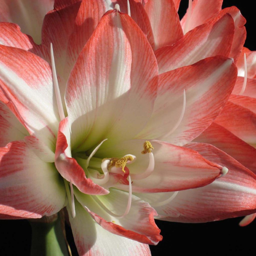 Amaryllis Blossom Peacock – Hippeastrum