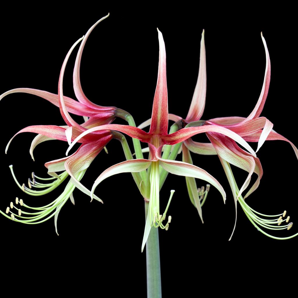 Hippeastrum Chico - Amaryllis