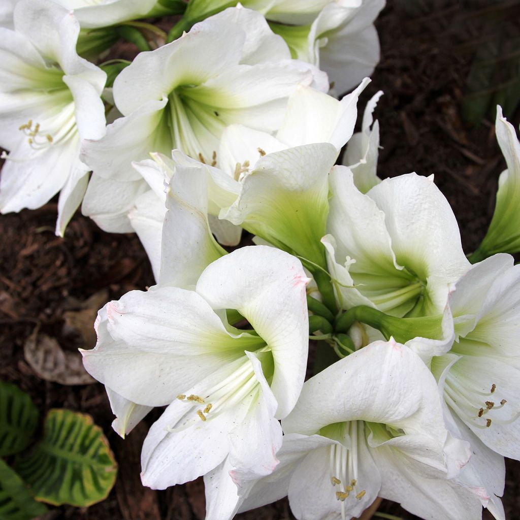 Hippeastrum Christmas Gift - Amaryllis