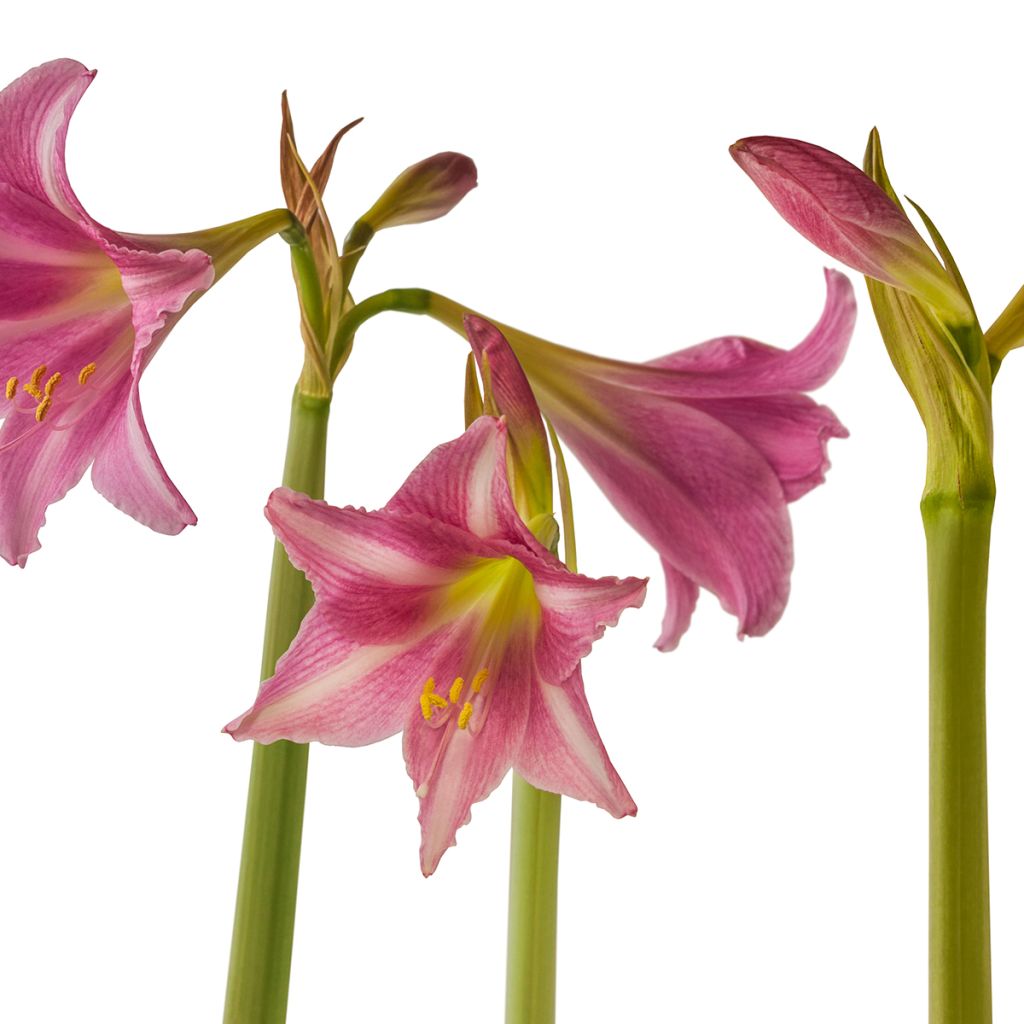 Hippeastrum  Estella