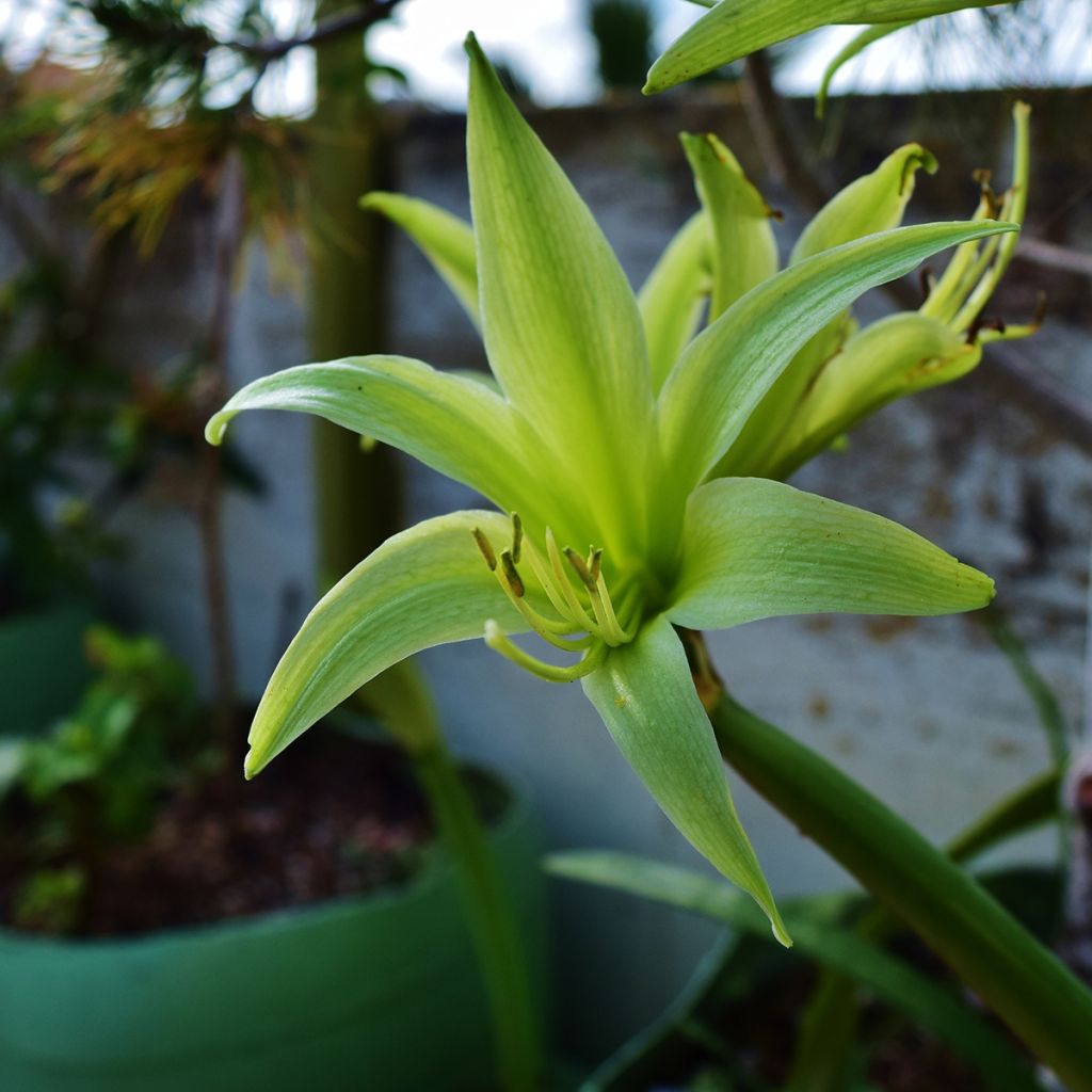 Hippeastrum Evergreen - Amaryllis