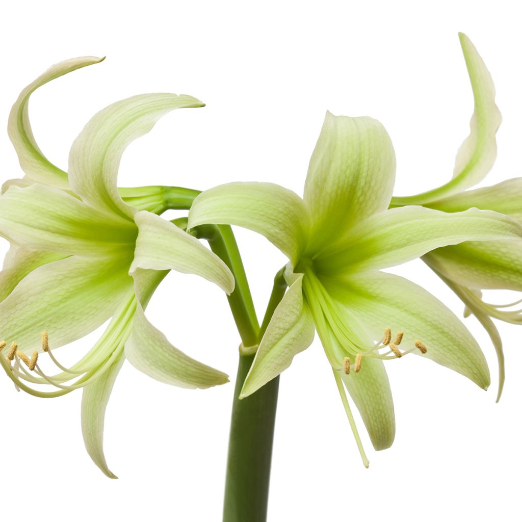 Hippeastrum Evergreen - Amaryllis