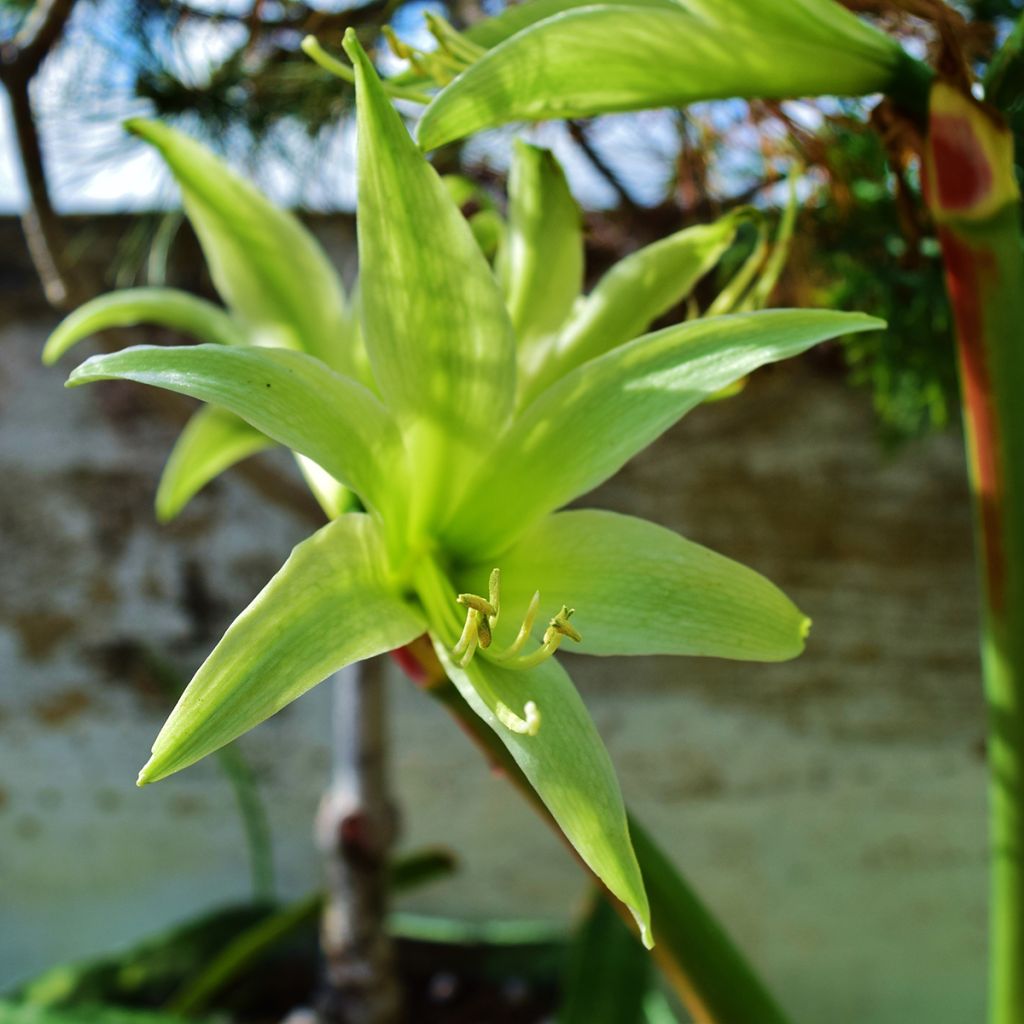 Hippeastrum Evergreen - Amaryllis