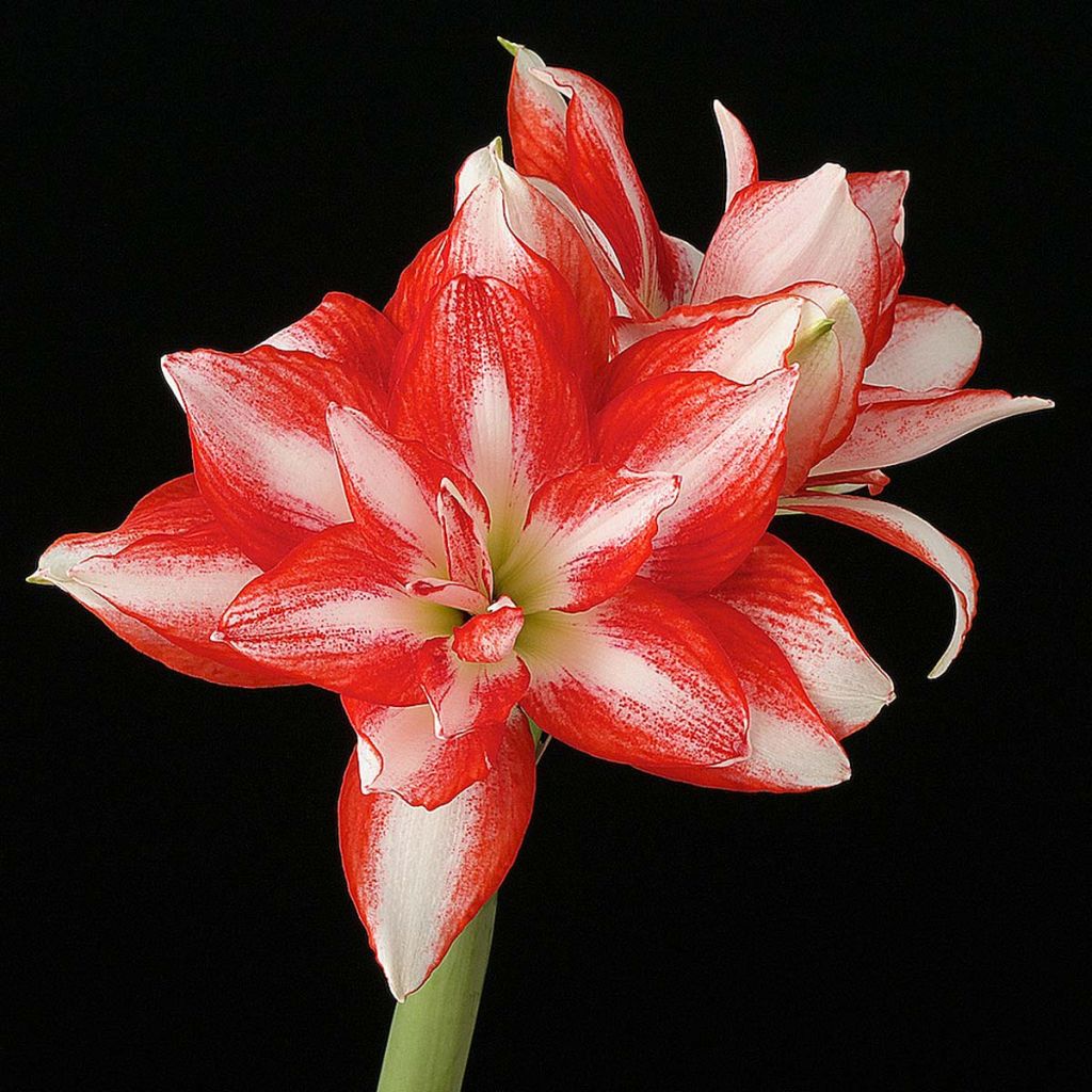 Amaryllis double Exotic Peacock – Hippeastrum