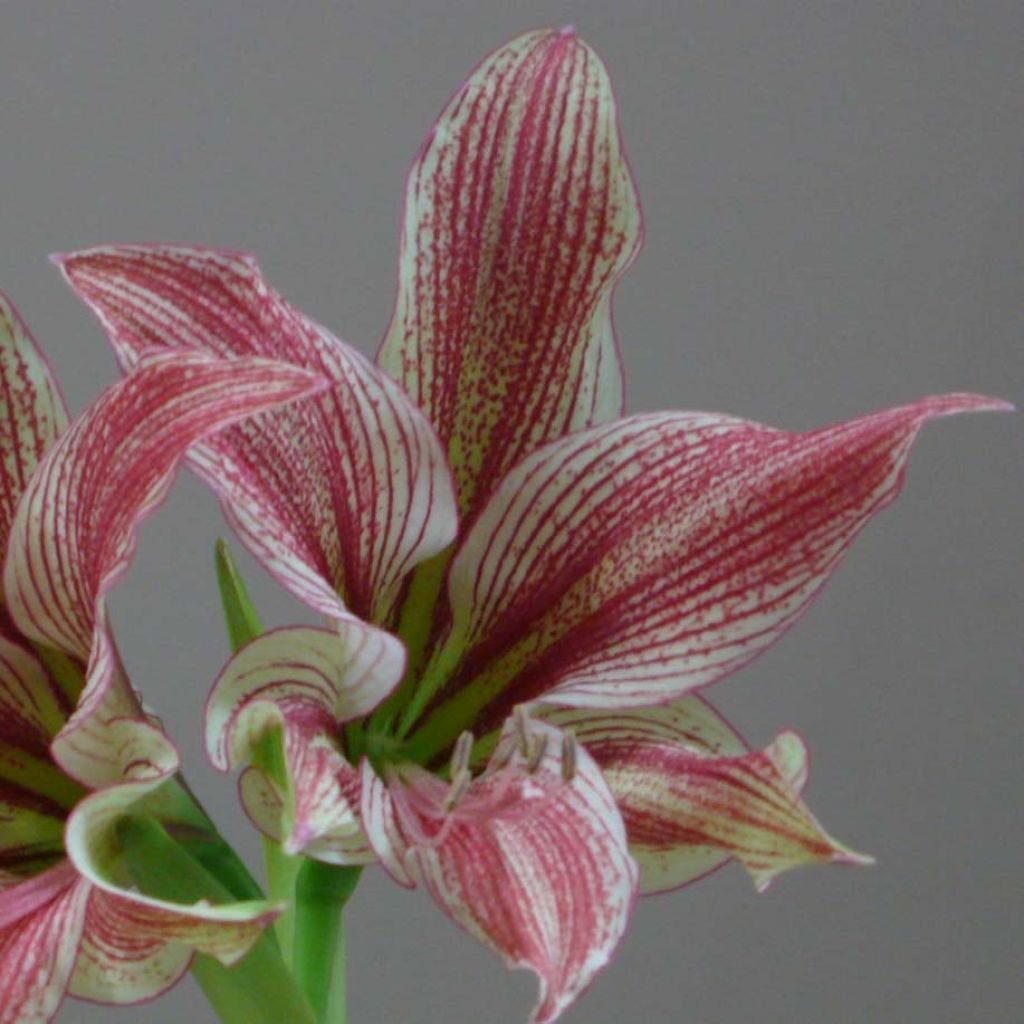 Amaryllis Exotic Star