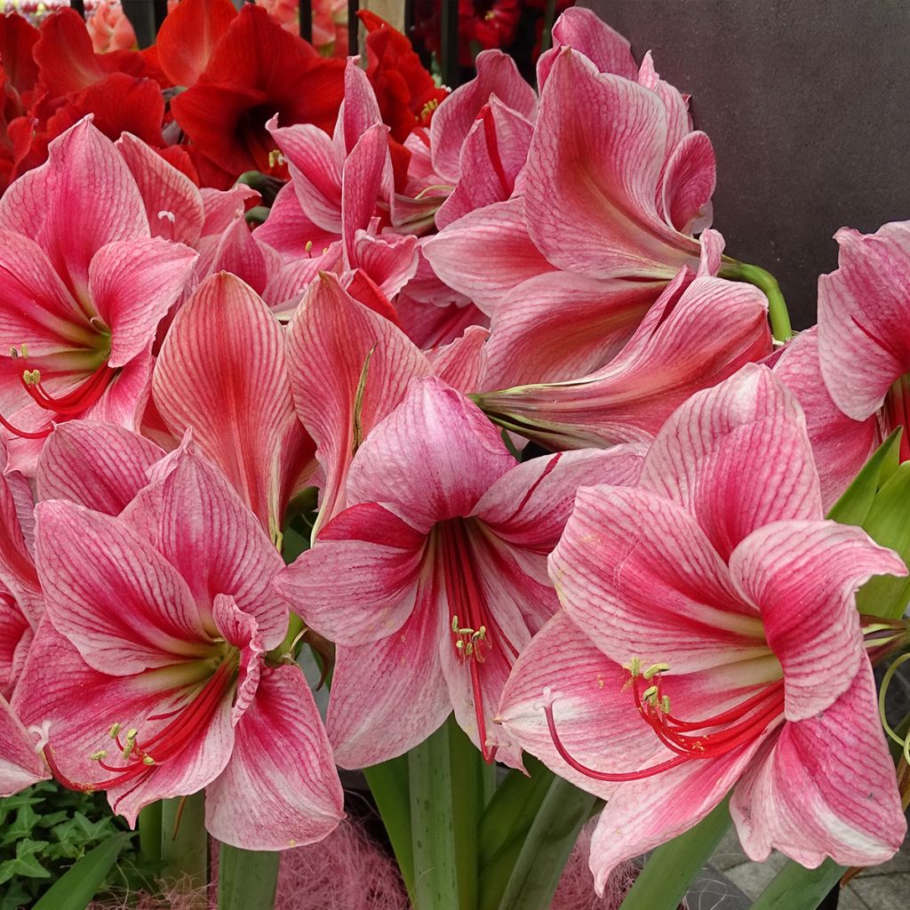 Hippeastrum Gervase - Amaryllis