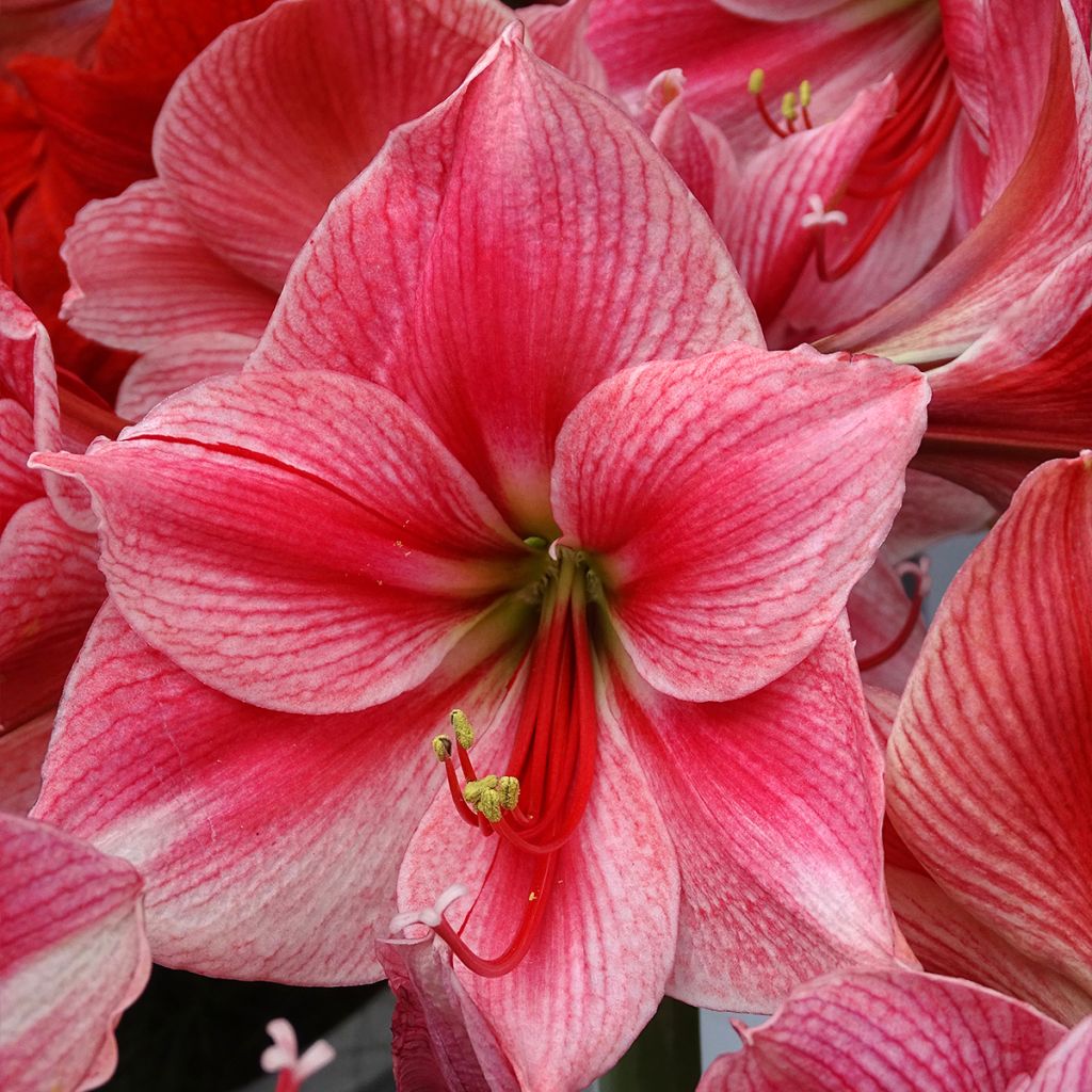 Hippeastrum Gervase - Amaryllis