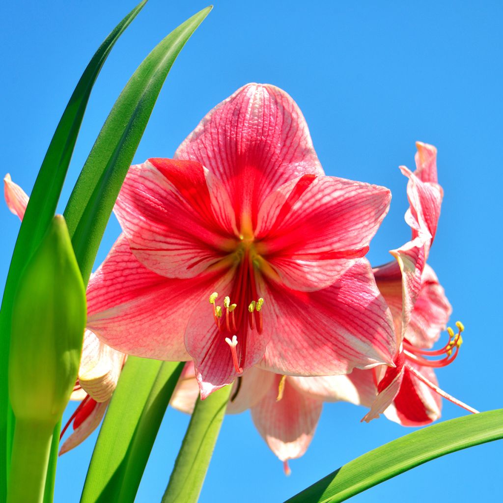 Hippeastrum Gervase - Amaryllis