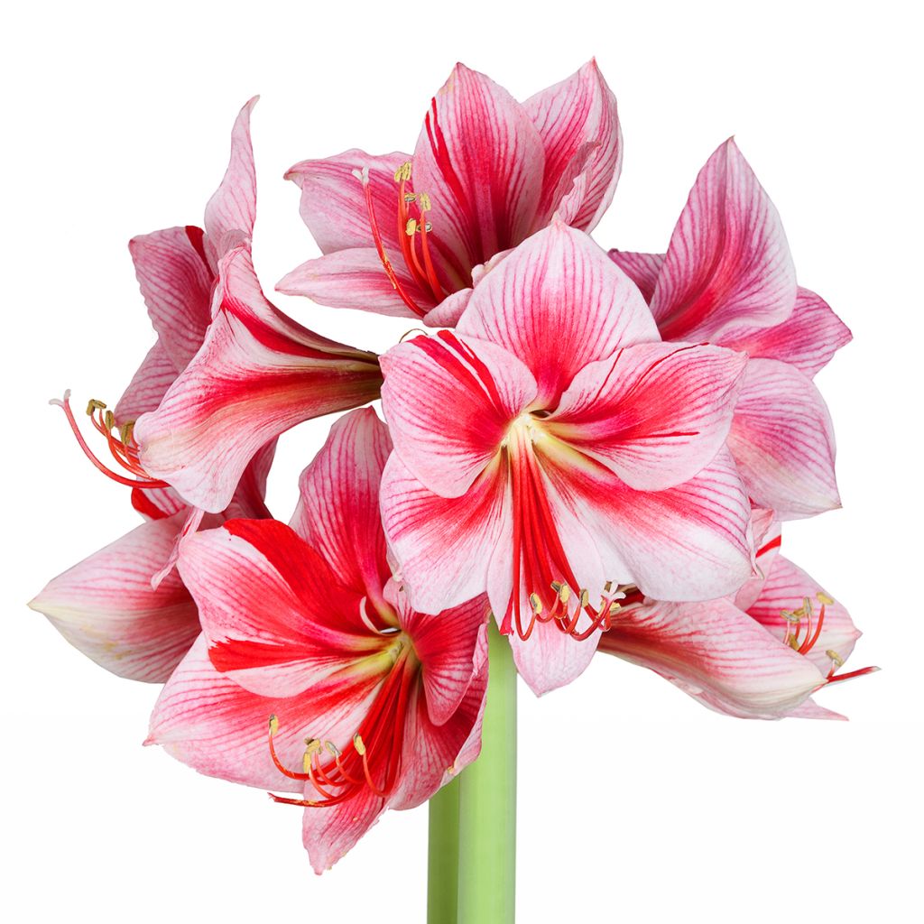 Hippeastrum Gervase - Amaryllis