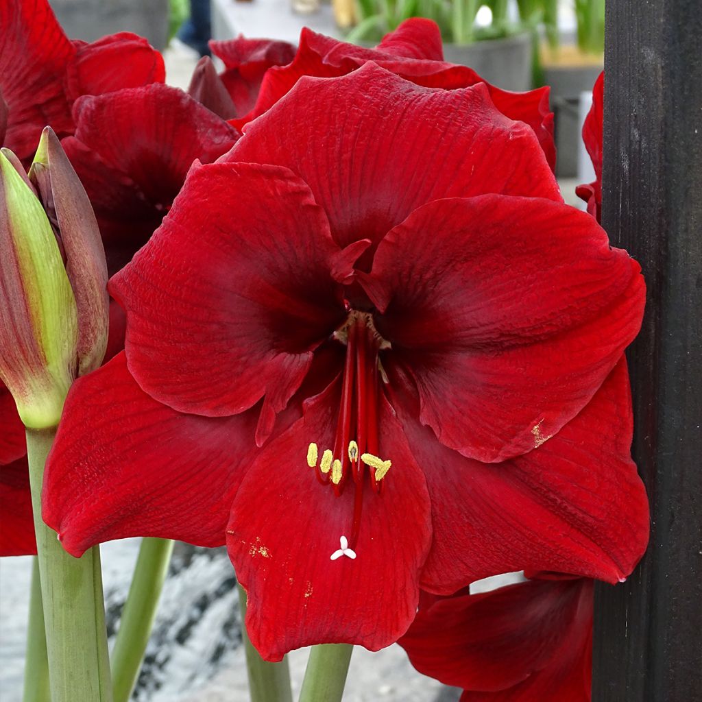 Hippeastrum Grand Diva - Amaryllis