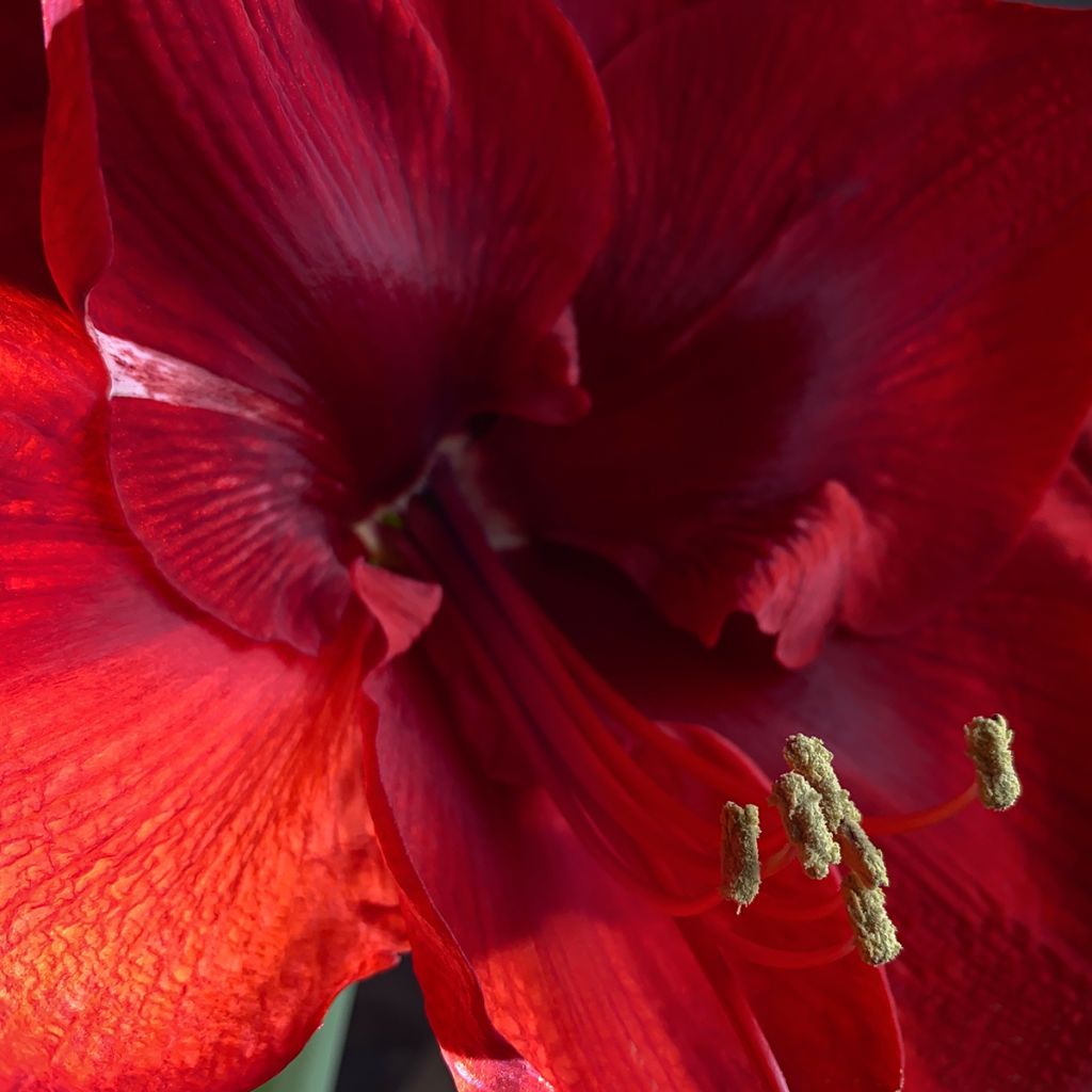 Hippeastrum Grand Diva - Amaryllis