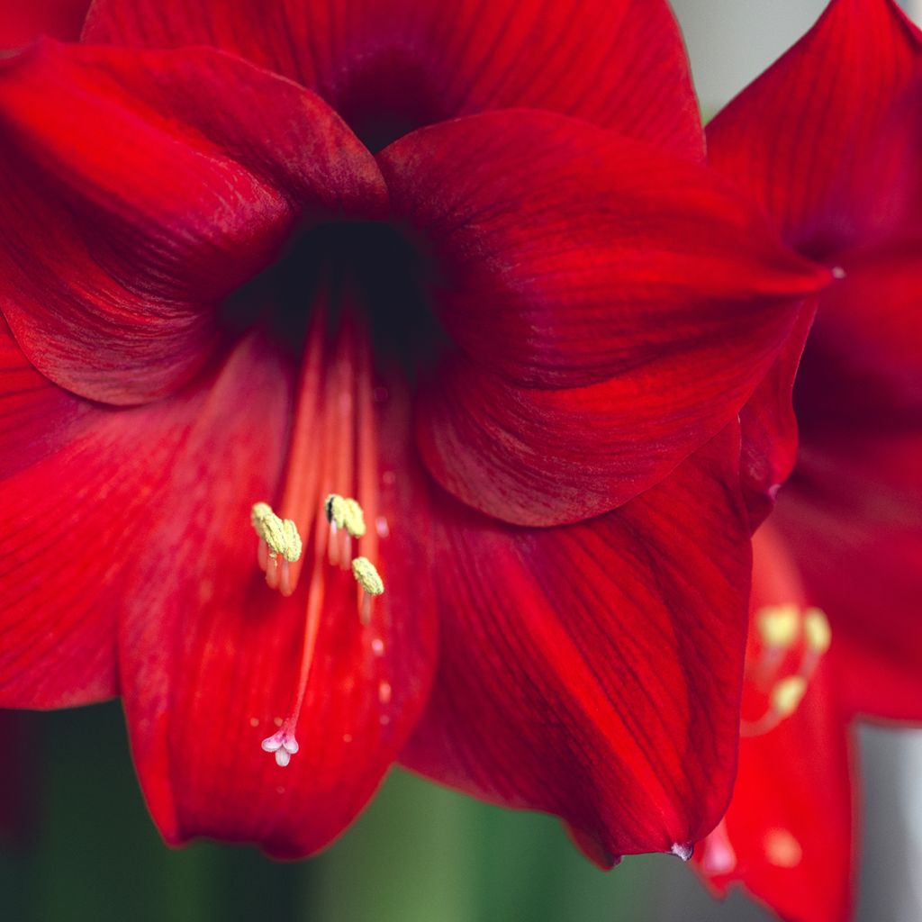 Hippeastrum Grand Diva - Amaryllis