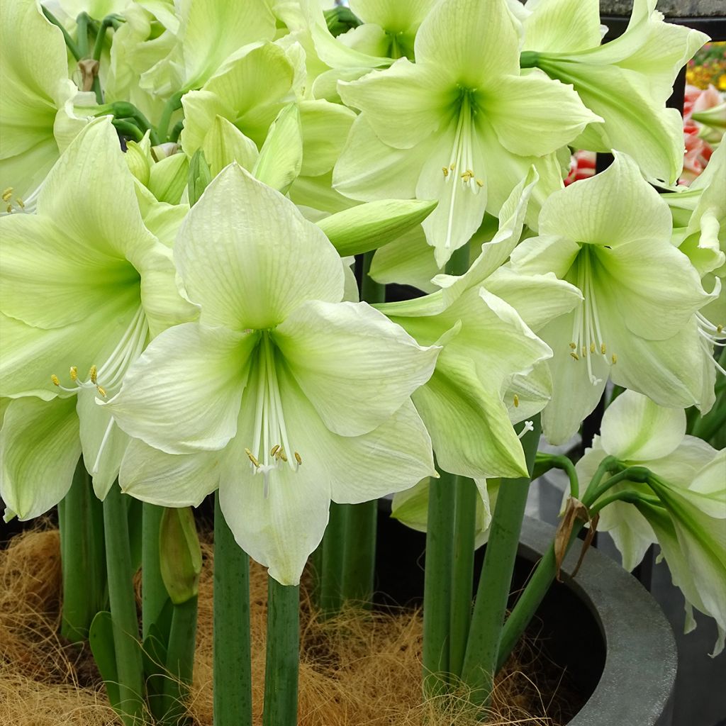 Hippeastrum Luna - Amaryllis