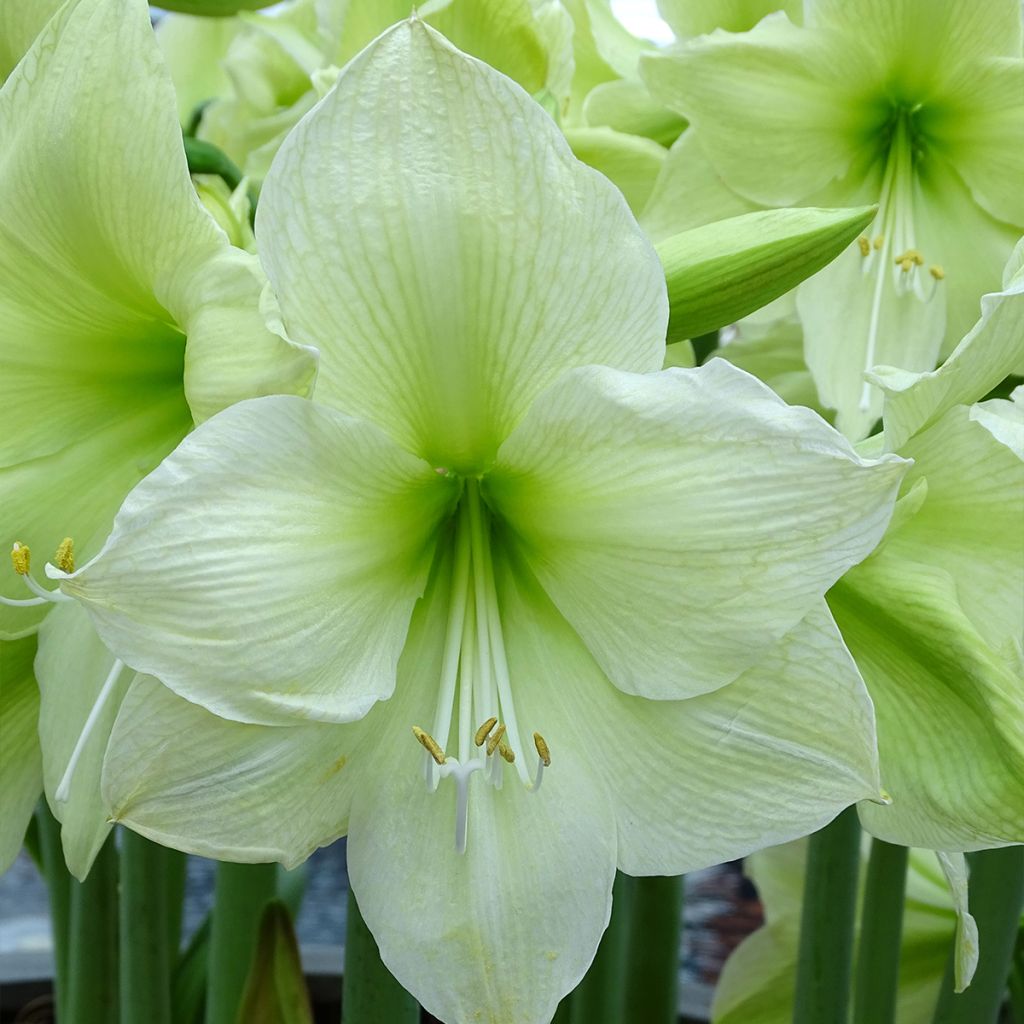 Hippeastrum Luna - Amaryllis