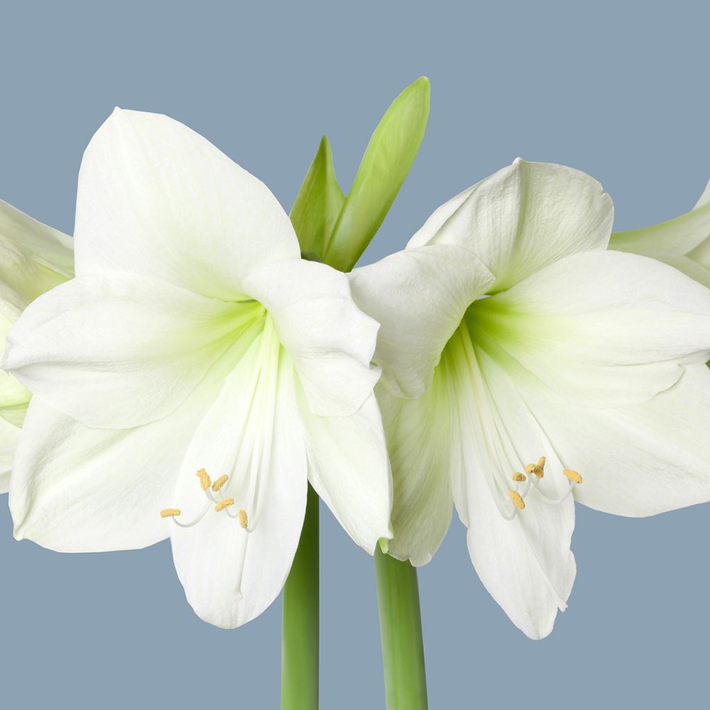 Hippeastrum Luna - Amaryllis