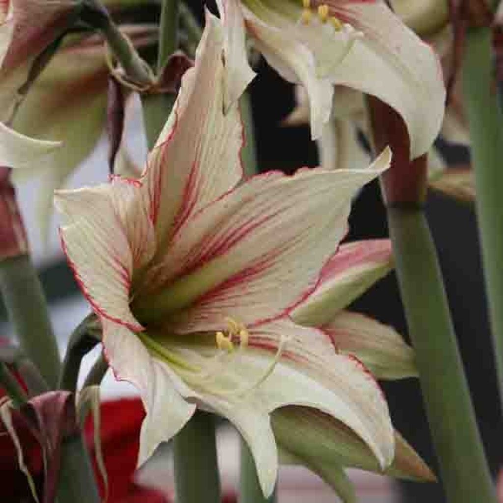 Amaryllis Magic Green