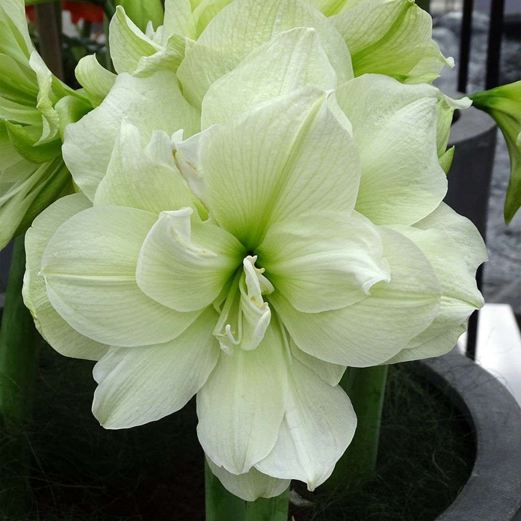 Hippeastrum Marilyn - Amaryllis