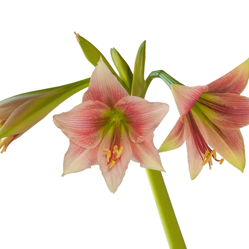 Hippeastrum Misty - Amaryllis