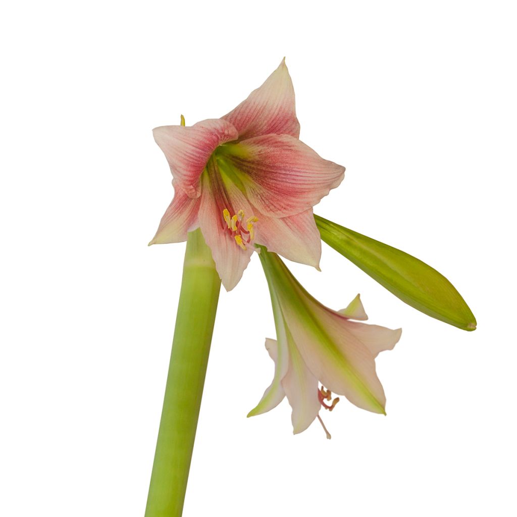 Hippeastrum Misty - Amaryllis