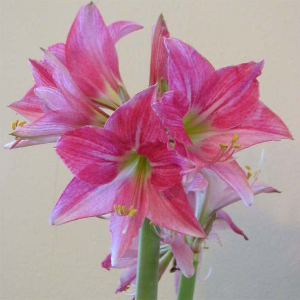 Amaryllis Neon