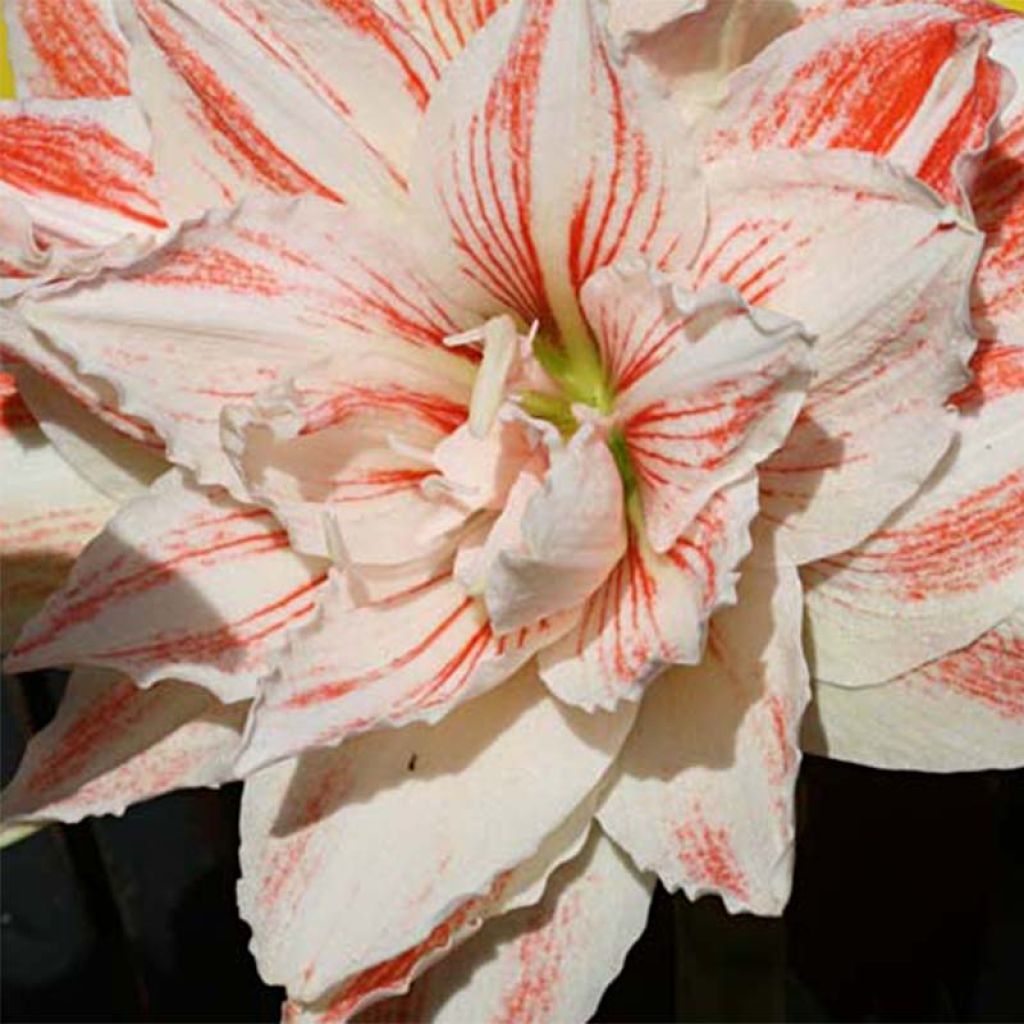 Amaryllis Nymph - Hippeastrum double blanc et rose corail.