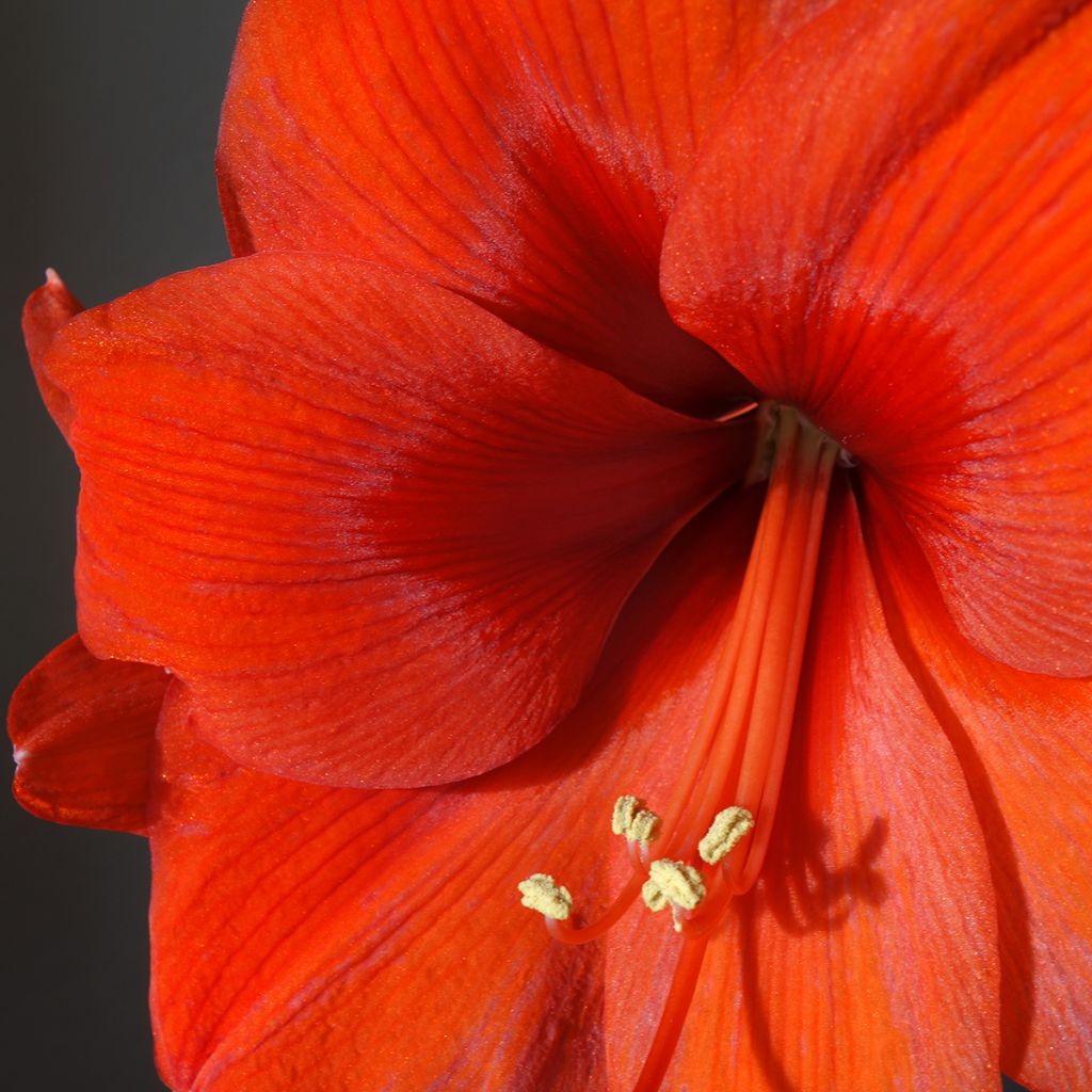 Hippeastrum Orange Souvereign - Amaryllis