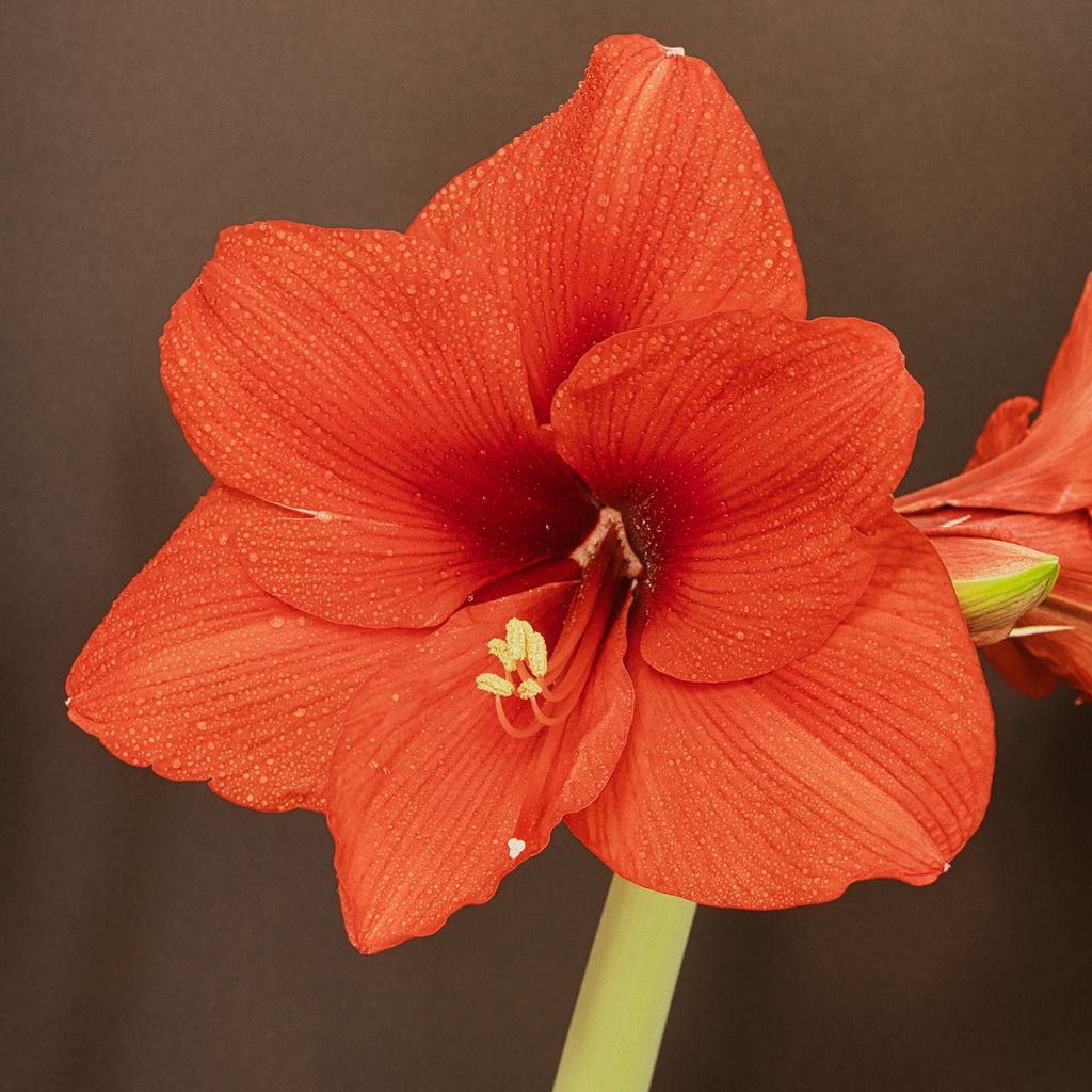 Hippeastrum Orange Souvereign - Amaryllis