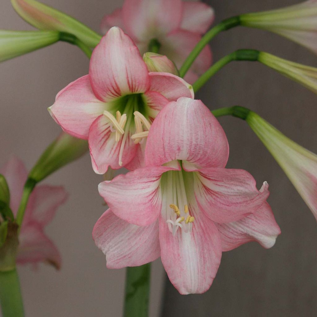 Amaryllis Pink Rascal – Hippeastrum