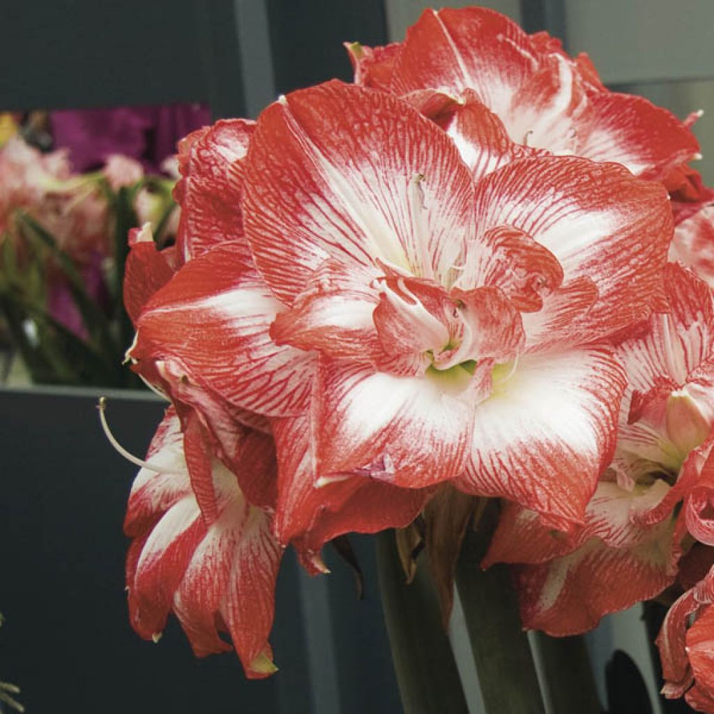 Amaryllis Double Promise