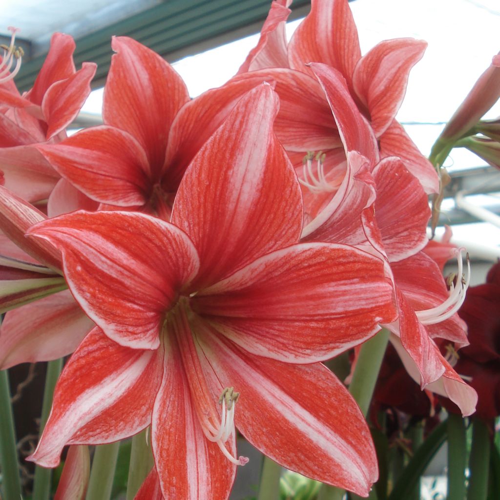 Amaryllis Pyjama Party - Hippeastrum nain rose-rouge strié de blanc.