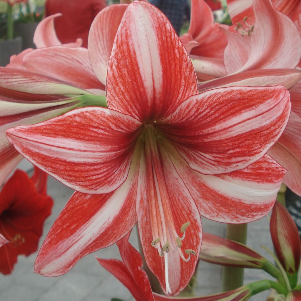 Amaryllis Pyjama Party - Hippeastrum nain rose-rouge strié de blanc.