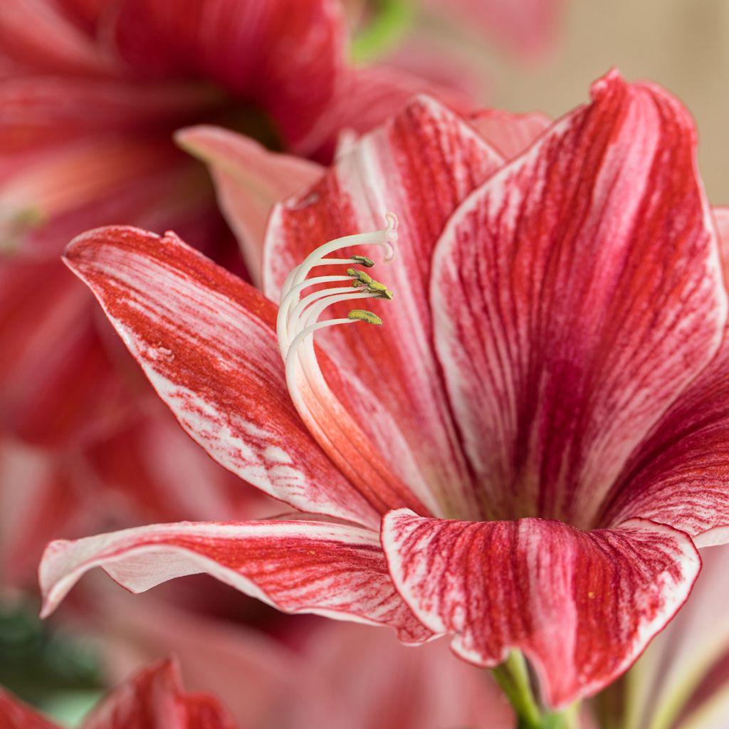 Hippeastrum Pyjama Party - Amaryllis