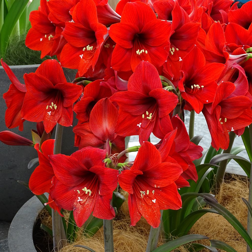 Hippeastrum Rapido - Amaryllis