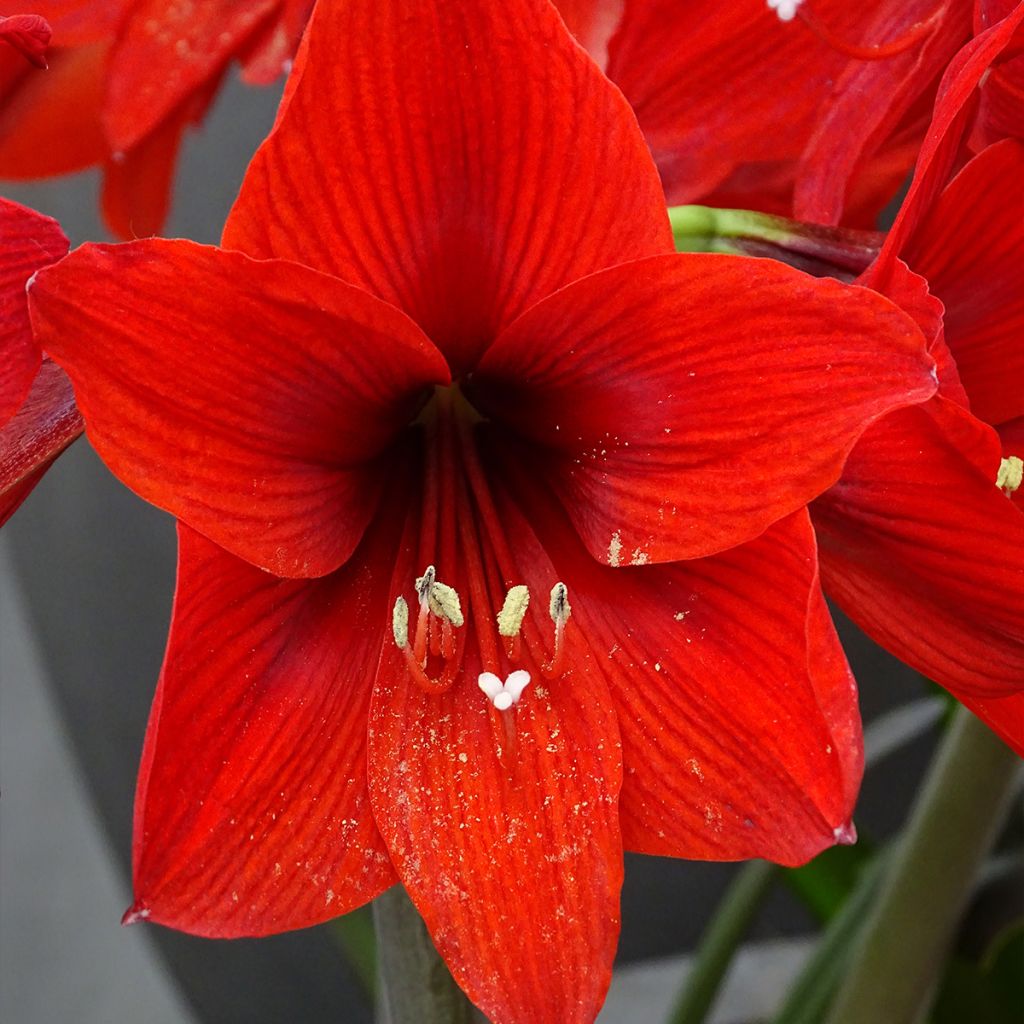 Hippeastrum Rapido - Amaryllis