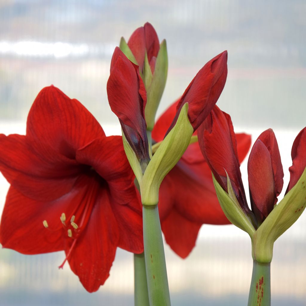 Hippeastrum Red Lion - Amaryllis