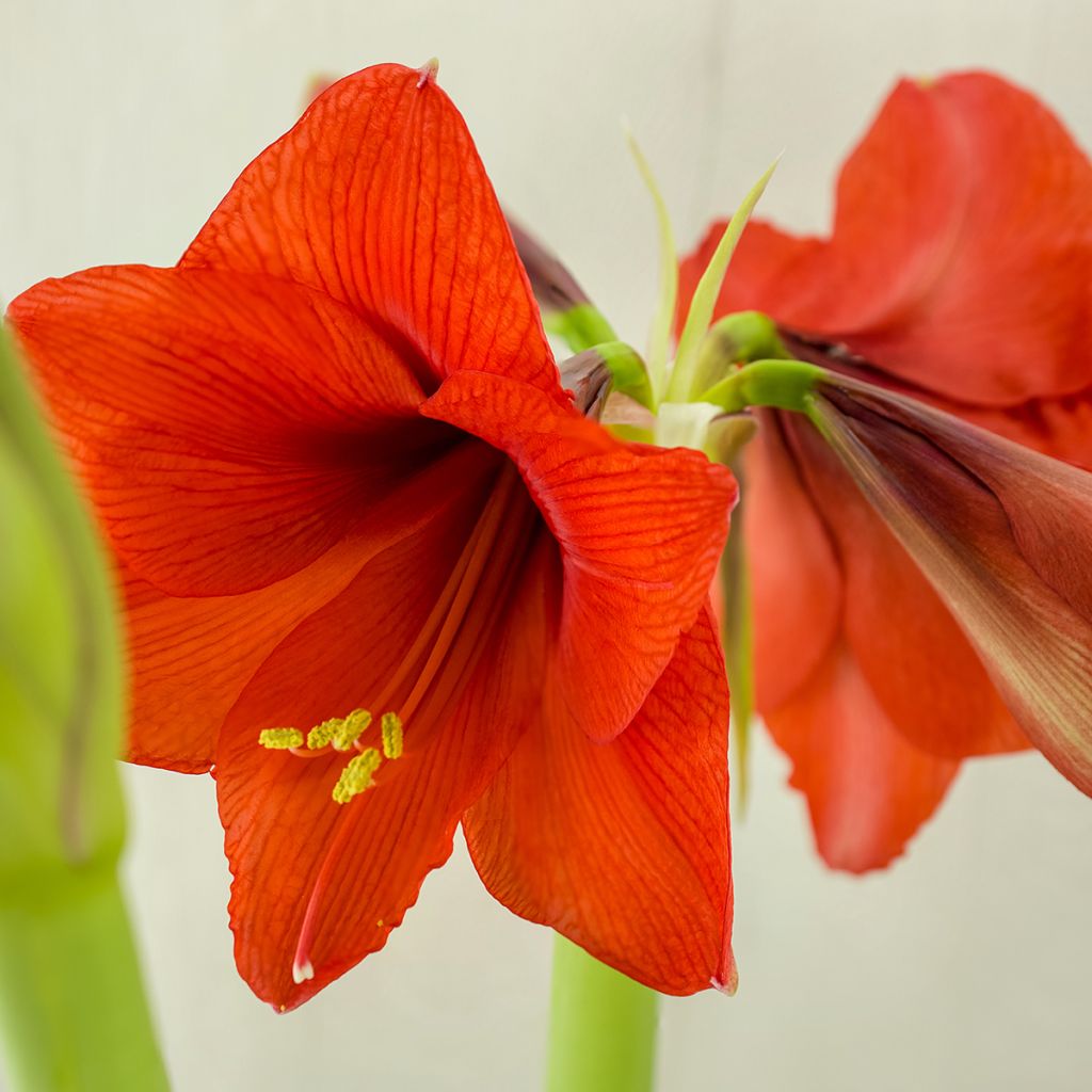 Hippeastrum Red Lion - Amaryllis