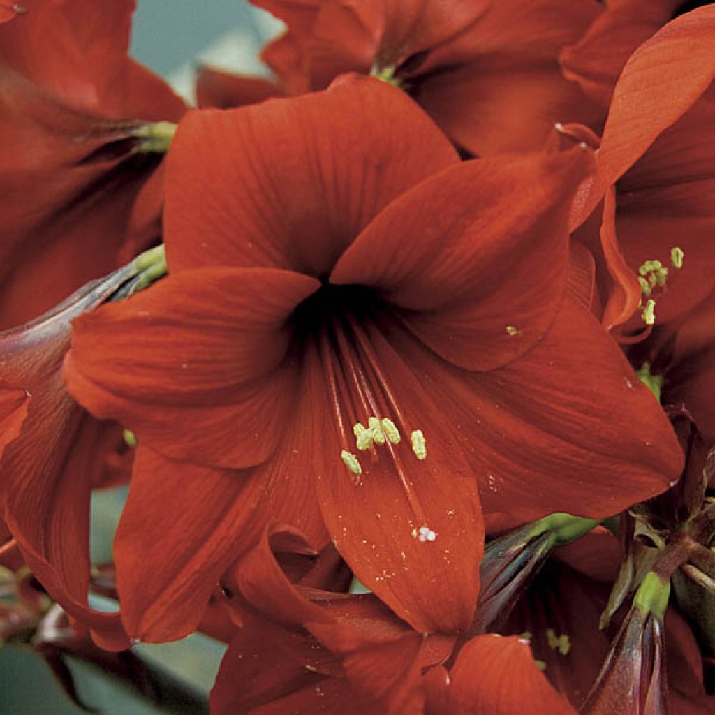 Amaryllis Red Sensation