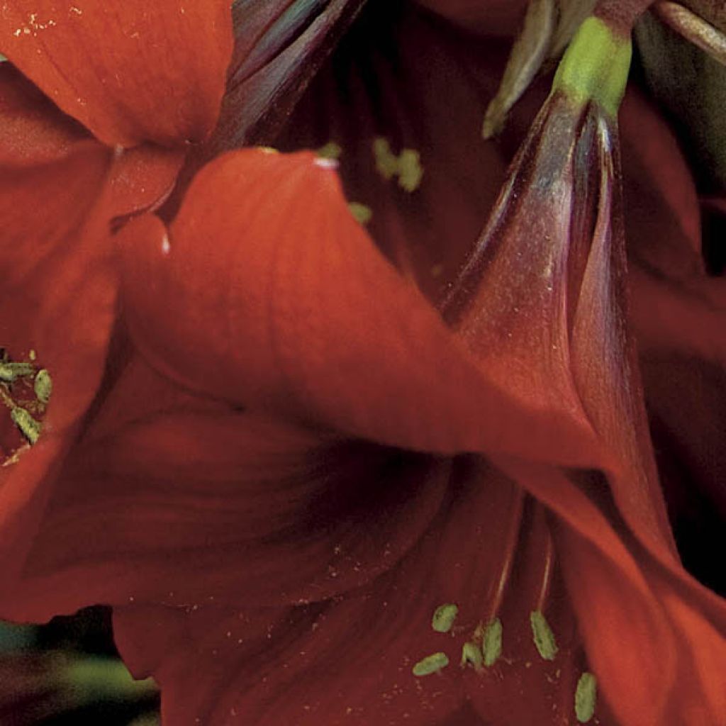 Hippeastrum Red Sensation - Amaryllis