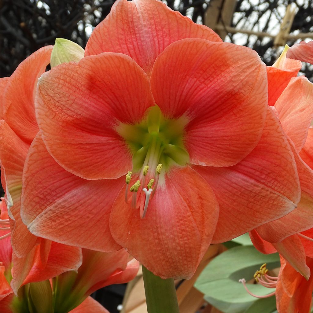 Hippeastrum Rosalie - Amaryllis