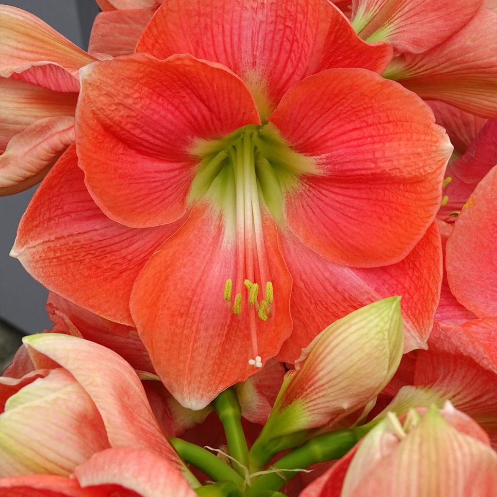 Hippeastrum Rosalie - Amaryllis