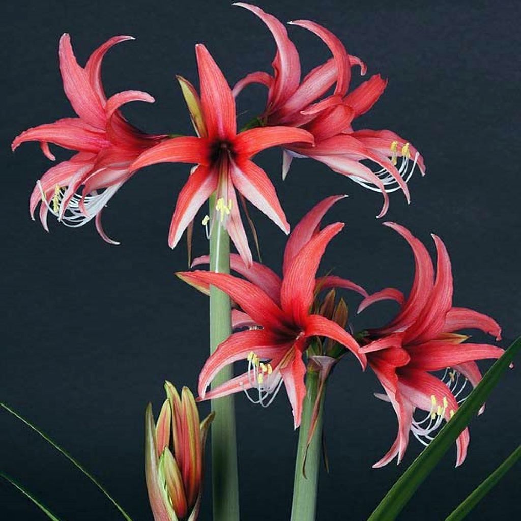 Amaryllis Rose Cybister - Hippeastrum