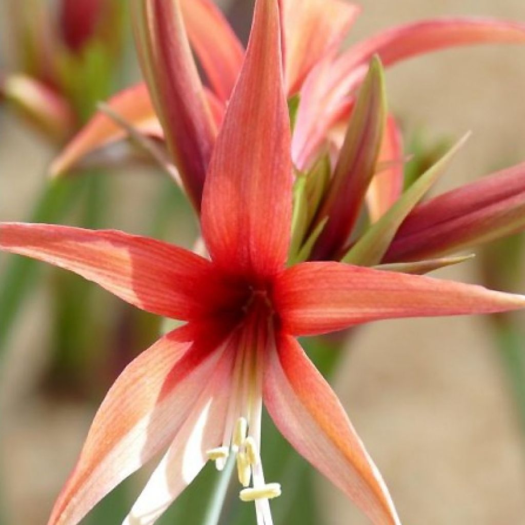 Amaryllis Rose Cybister - Hippeastrum