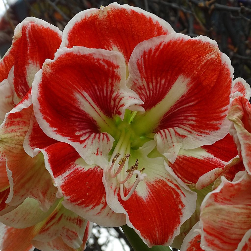 Hippeastrum Samba - Amaryllis