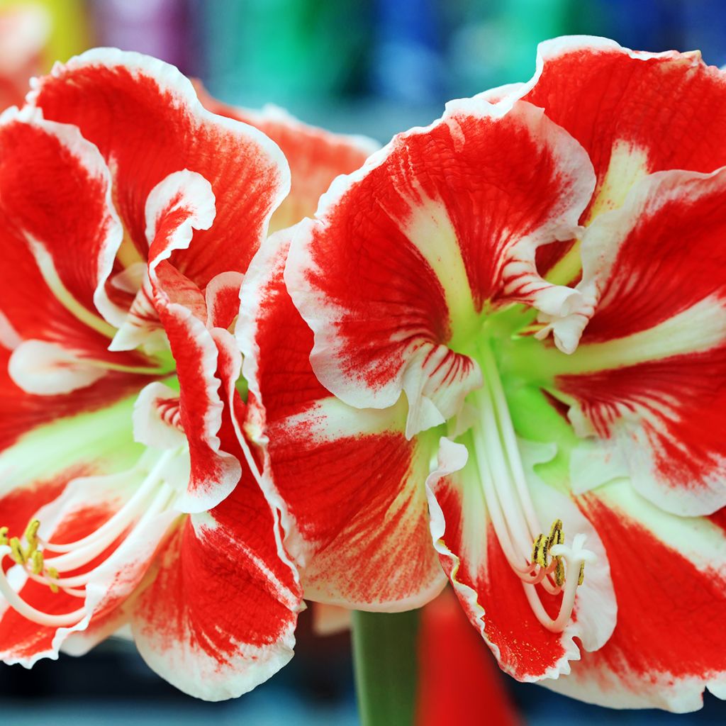 Hippeastrum Samba - Amaryllis