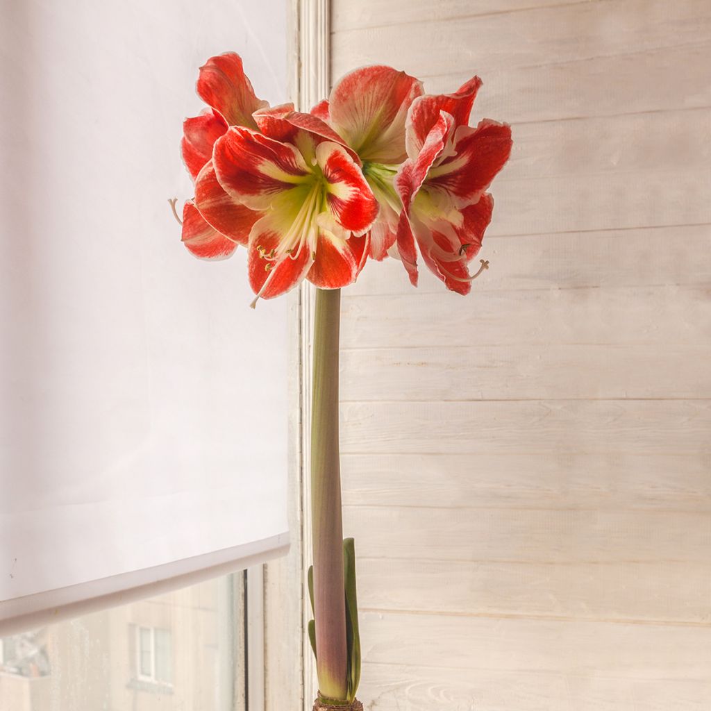 Hippeastrum Samba - Amaryllis