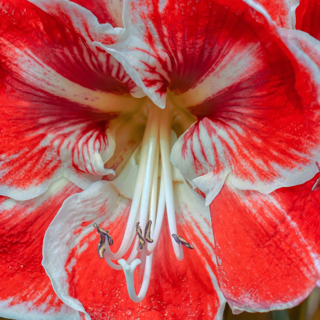 Hippeastrum Samba - Amaryllis