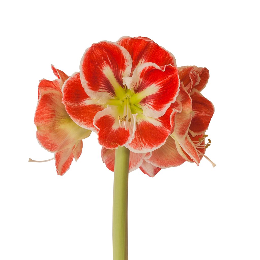 Hippeastrum Samba - Amaryllis