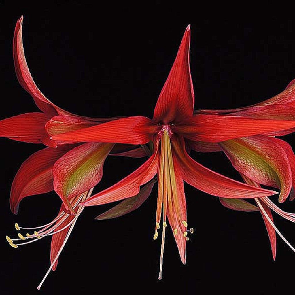 Amaryllis Sumatra -  Hippeastrum Cybister